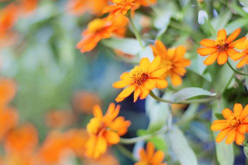 orange flowers with nature.